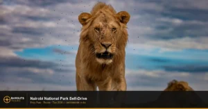 Nairobi National Park Self-Drive Guide: Entry, Fees & Game Drive Tips