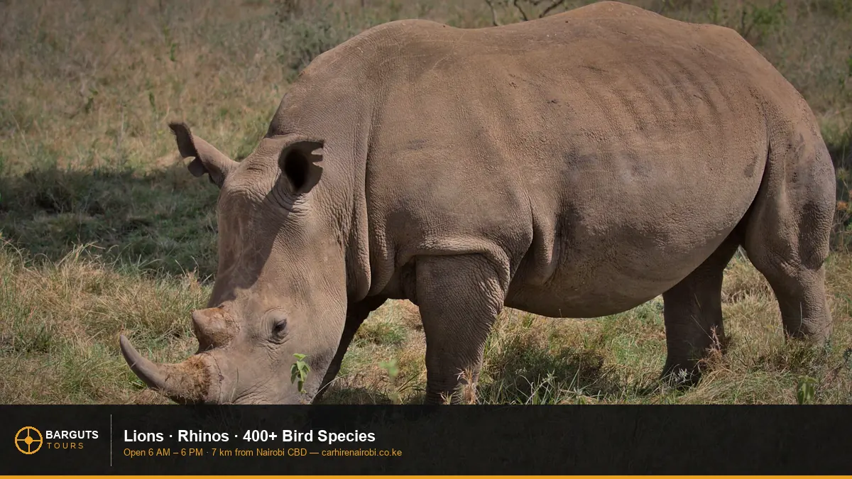 Black rhino in African savannah reserve — Nairobi National Park wildlife self-drive Kenya