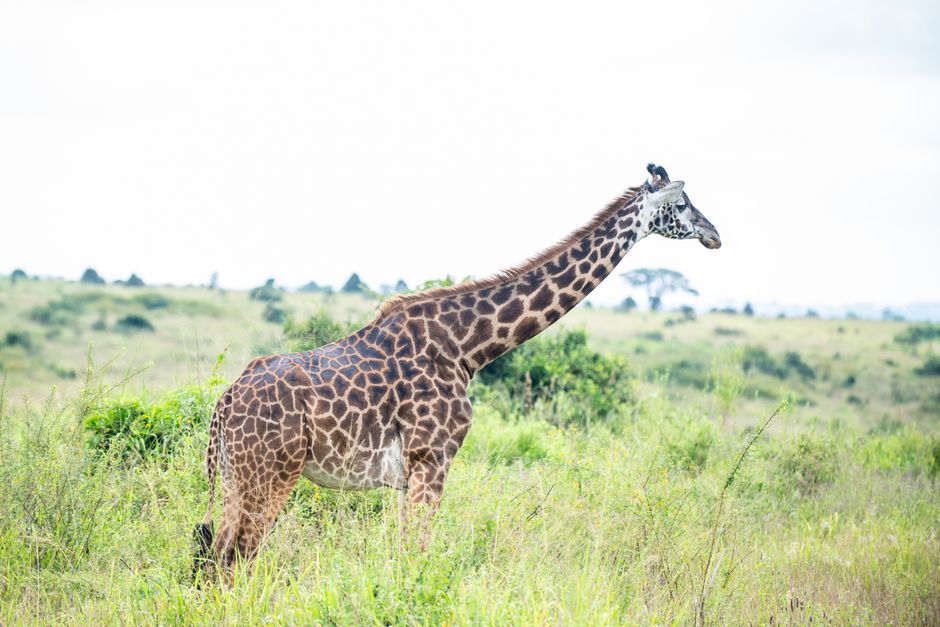 Giraffe in side profile on the savanna in Nairobi National Park