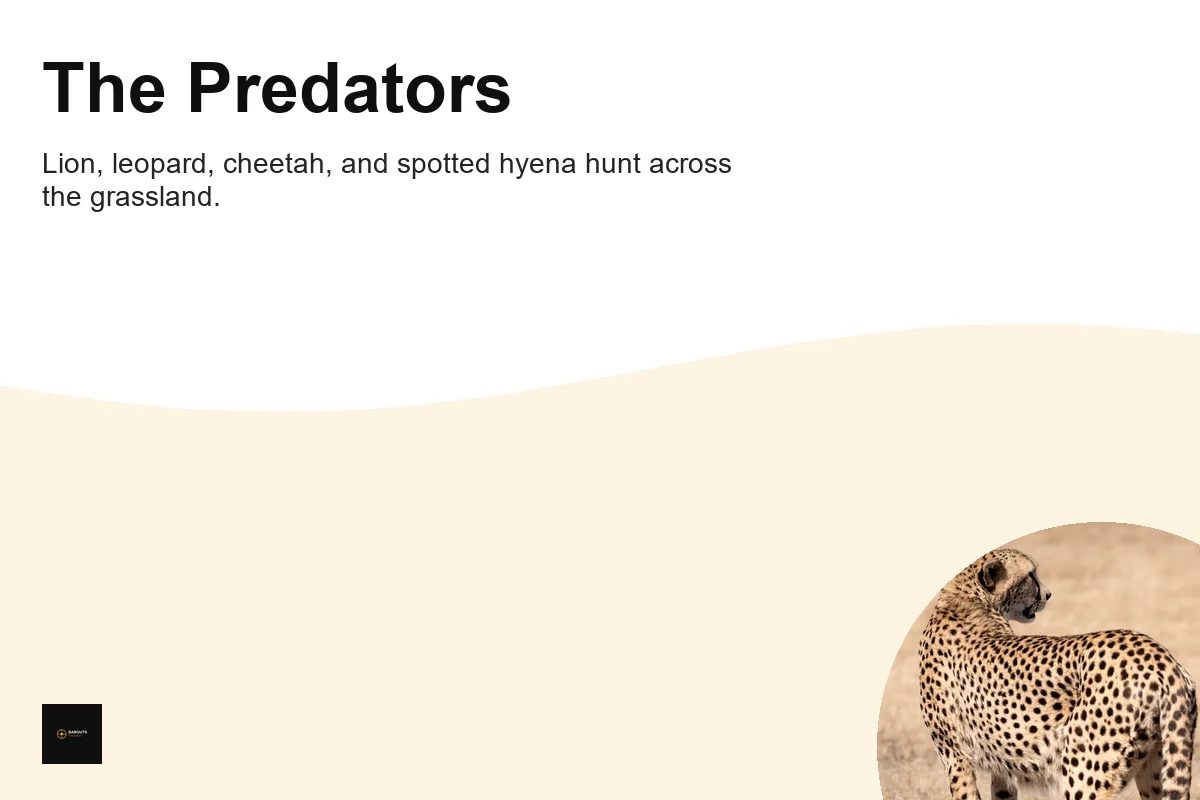A cheetah in its natural habitat stands gracefully on the dry grassland