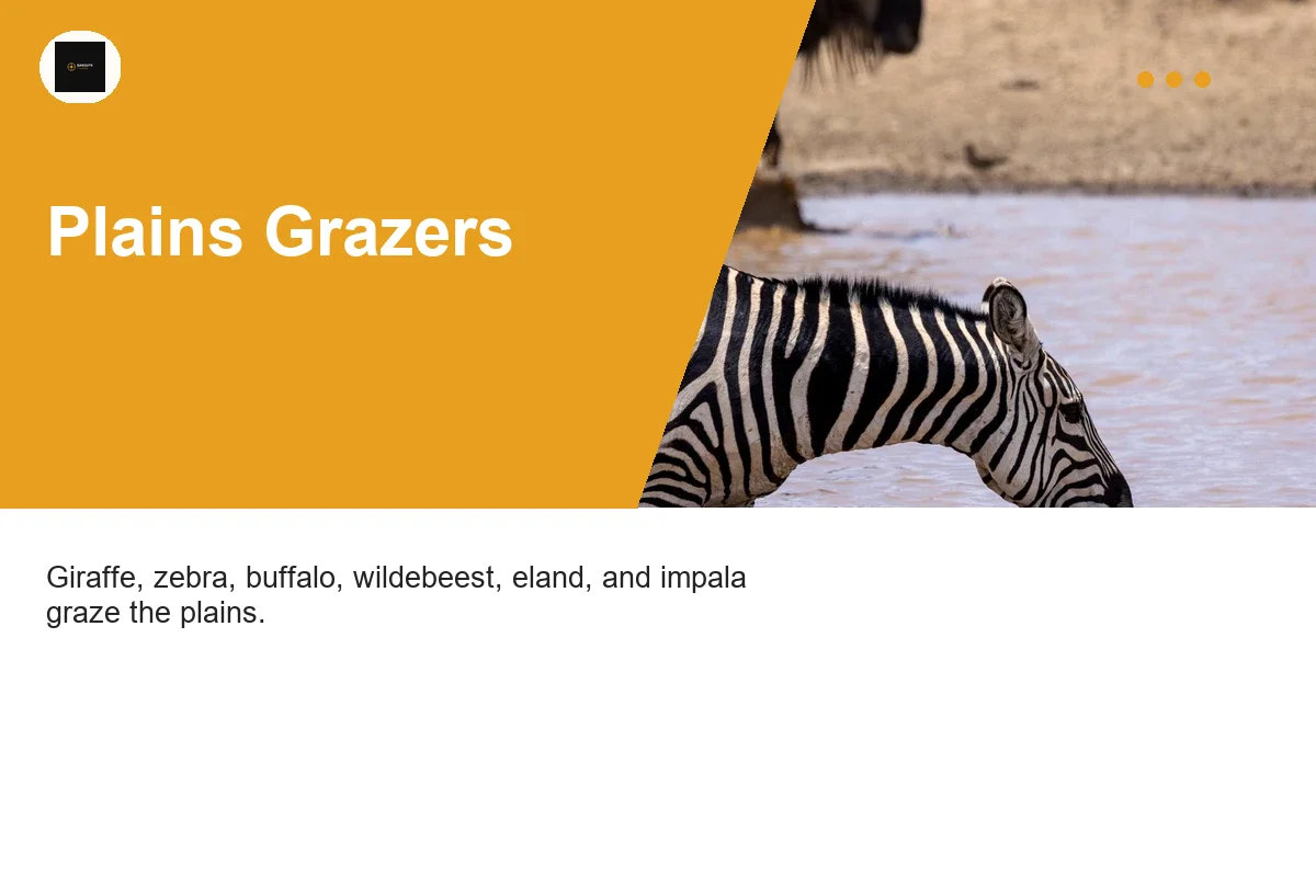 A zebra drinks from a waterhole with a wildebeest in the background