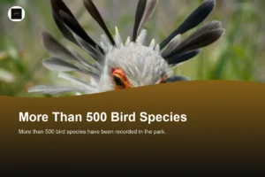 Is Nairobi National Park Good for Bird Watching?