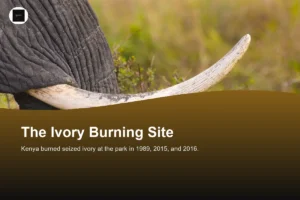 What Is the Ivory Burning Site in Nairobi National Park?