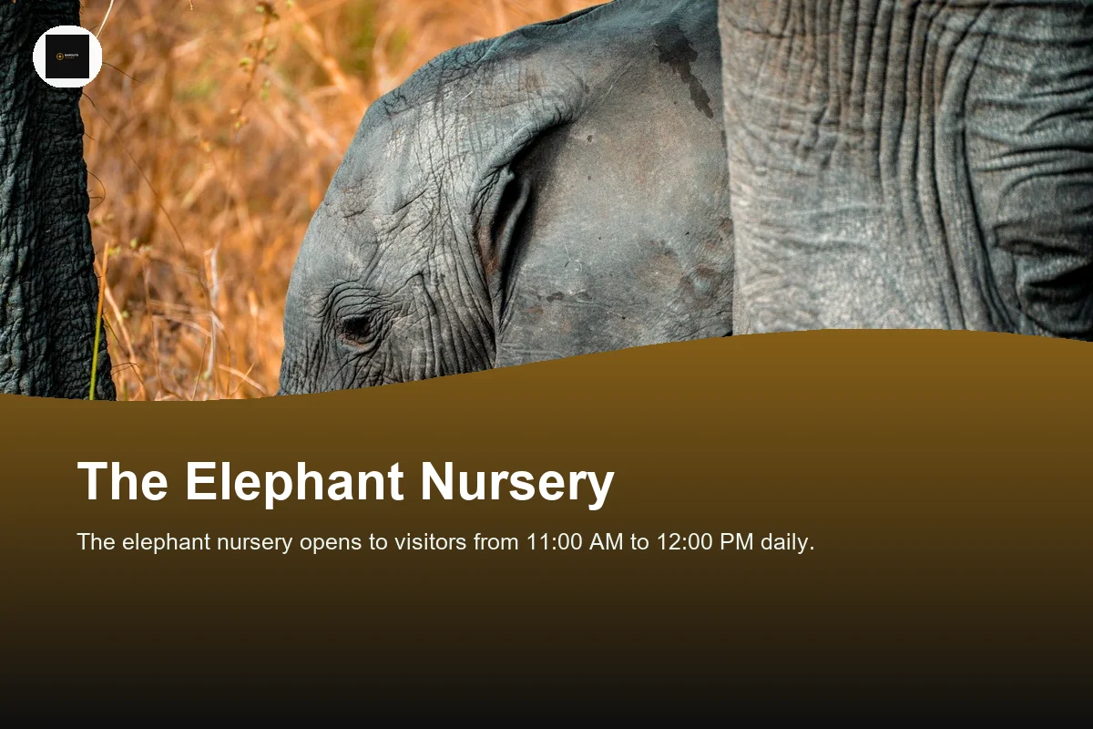 Adorable baby elephant among tall grasses in Tanzania, showcasing the wildlife beauty