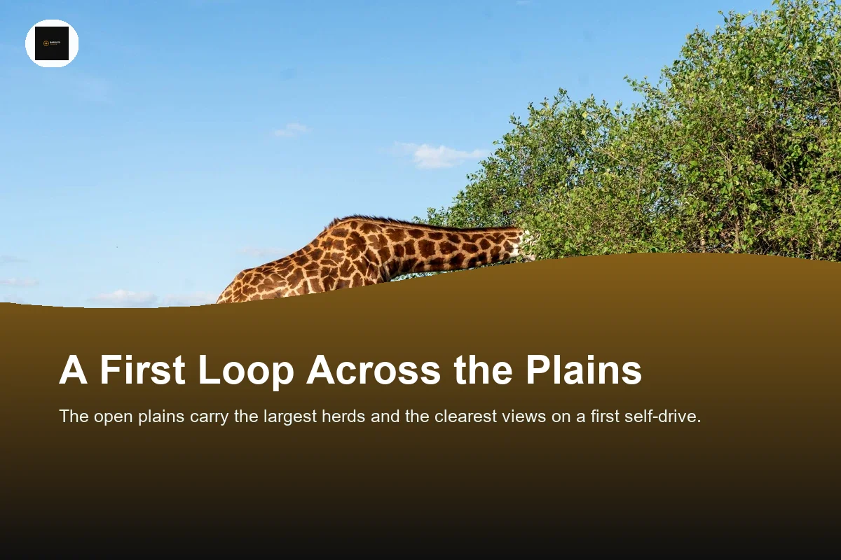 Giraffe feeding on a bush on the savanna in Nairobi