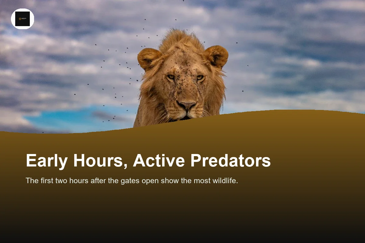 Male lion walking toward the camera with a second lion resting behind